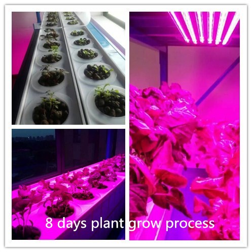 9:1-3:1 R Bの比率によって導かれるストリップの植物はライトをのための育ちま育てま咲きます